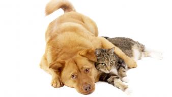 Cats animals dogs friend two wallpaper