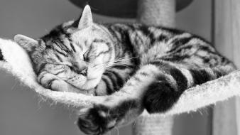 Cats animals sleeping monochrome wallpaper