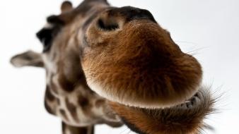 Close-up animals giraffes wallpaper