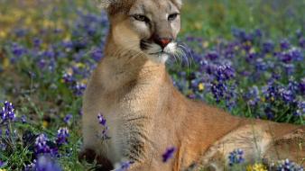 Flowers animals puma blue wallpaper