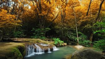 Forest rivers wallpaper