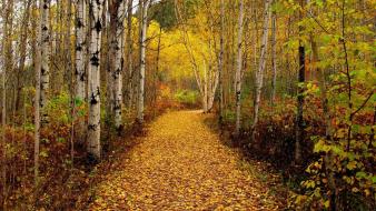 Landscapes nature forest leaves roads autumn wallpaper