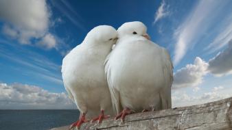 Love doves birds wallpaper