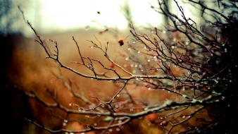 Nature autumn (season) rain branches drops wallpaper