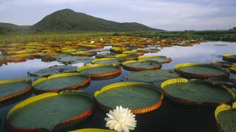 Pads water lilies national park white flowers wallpaper