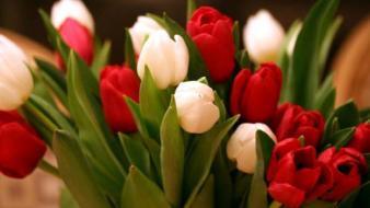 Red flowers tulips wallpaper