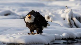 Snow bald eagles birds wallpaper