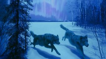 Trees animals running snow landscapes wolves