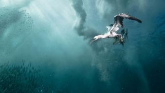 Water heron wallpaper