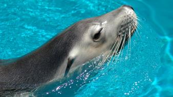 Water seals animals wallpaper