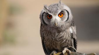 Wildlife owls macro depth of field birds wallpaper