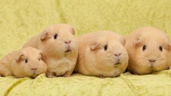 Animals guinea pigs rodents