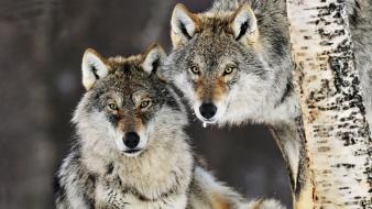 Animals norway gray wolf wolves wallpaper