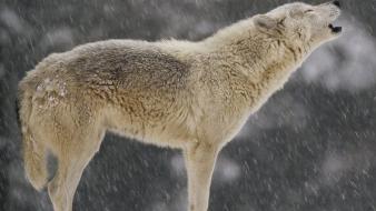 Animals wolverine howling wolf white snowing wolves wallpaper
