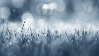 Blue winter cold grass frost wallpaper