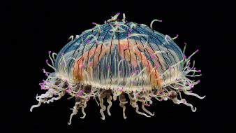 California jellyfish monterey wallpaper