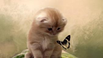 Cats kittens butterflies