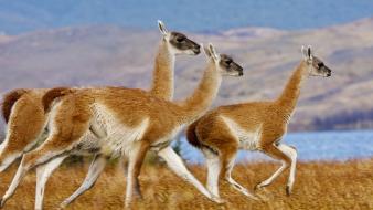 Chile animals llama running wallpaper