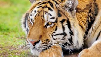 Close-up animals tigers wallpaper