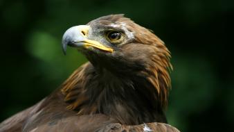 Close-up birds eagles wallpaper