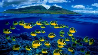 Fish hawaii islands tropical bing split-view sea wallpaper