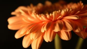 Flowers orange gerbera flower wallpaper