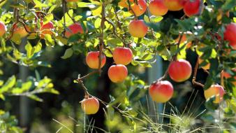 Fruits apples fruit trees wallpaper