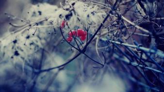 Landscapes nature red berry branches wallpaper