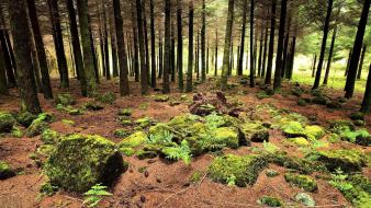 Landscapes nature trees wood stones moss branches