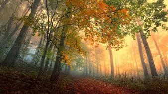 Landscapes trees forest magic roads autumn