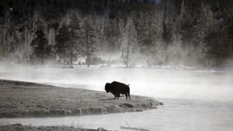 Lonely wyoming yellowstone bison wallpaper