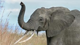 Nature animals elephants trunk wallpaper