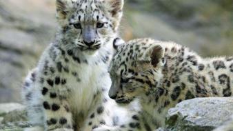 Nature animals rocks dots leopards blurred background wallpaper