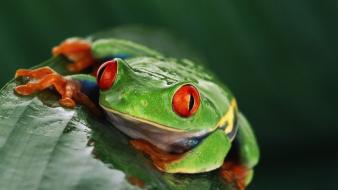 Nature frogs red-eyed tree frog amphibians wallpaper