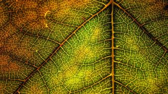 Nature leaf leaves macro structure wallpaper