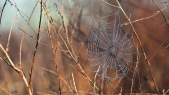 Nature water drops macro spider webs branches wallpaper