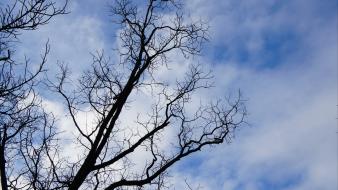 Trees skies sony nex-c3 green lake wallpaper