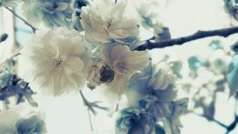 White flowers blossom branches background wallpaper