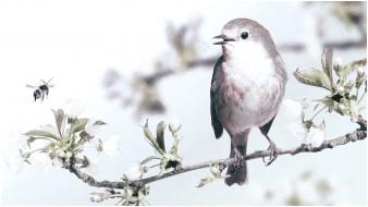 White flowers flying birds animals bees branches wallpaper