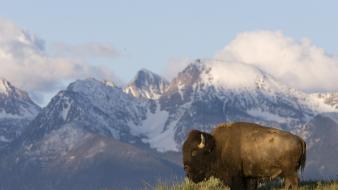 American nature animals bison montana wallpaper
