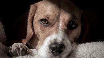 Animals dogs beagle mammals furry