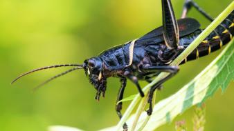 Animals insects crickets wallpaper
