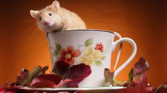 Animals leaves cups mice