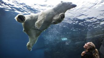 Aquarium underwater polar bears