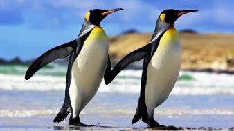 Beach animals penguins birds wallpaper