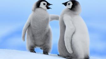 Birds animals penguins baby wallpaper