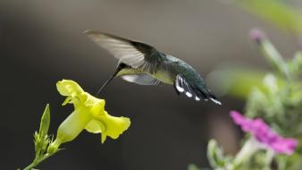 Birds macro hummingbirds yellow flowers wallpaper