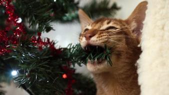 Cats animals christmas trees wallpaper