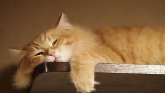 Cats animals sleeping wallpaper