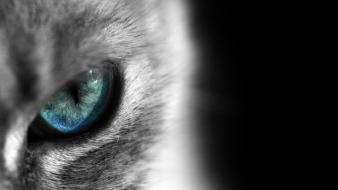 Cats blue eyes siamese cat eye wallpaper